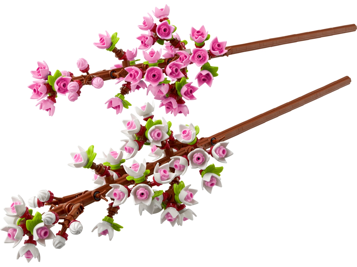 cherry blossoms 40725