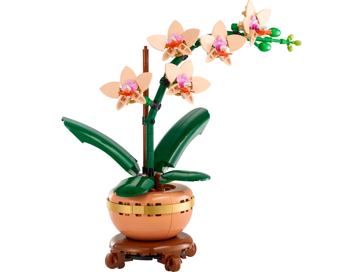 mini orchid 10343